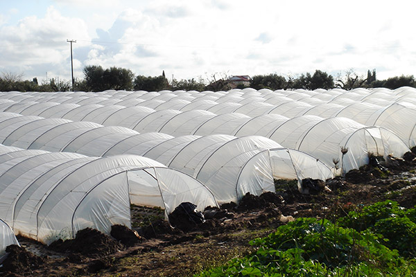 Greenhouse film