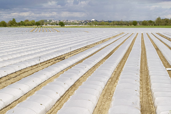 greenhouse